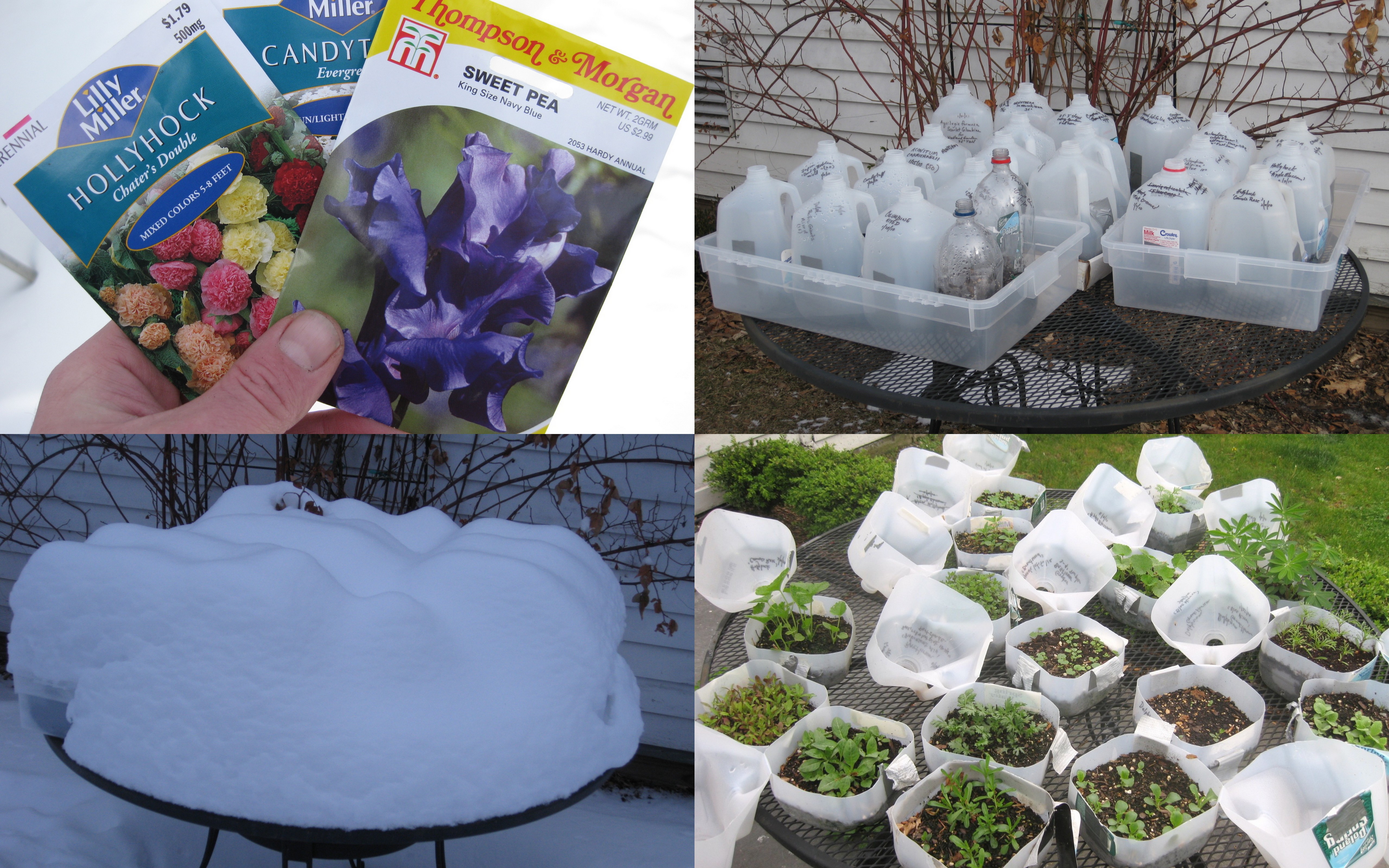 Winter Sowing in Milk Jugs Greenhouse