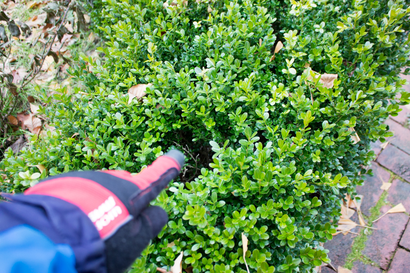 How to Thin a Boxwood Hedge Kevin Lee Jacobs
