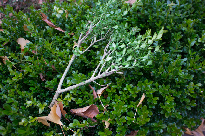How to Thin a Boxwood Hedge Kevin Lee Jacobs