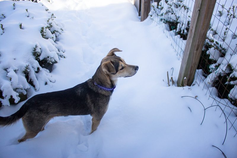 February 2019 Garden Tour