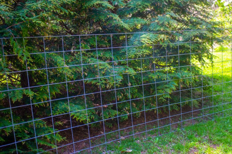 My Cattle Panel Trellis Kevin Lee Jacobs