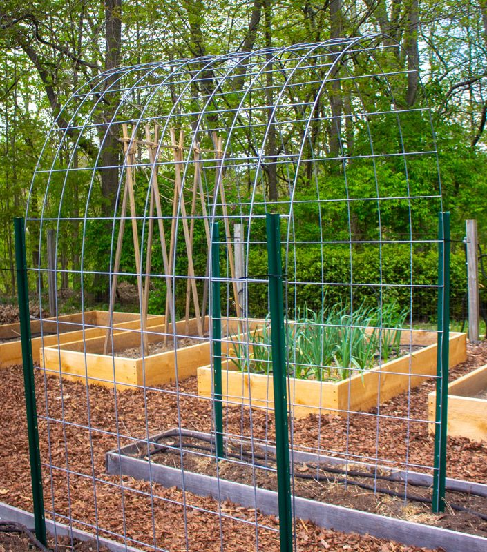 My Cattle Panel Trellis