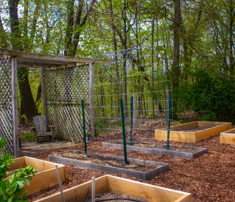 My Cattle Panel Trellis Kevin Lee Jacobs