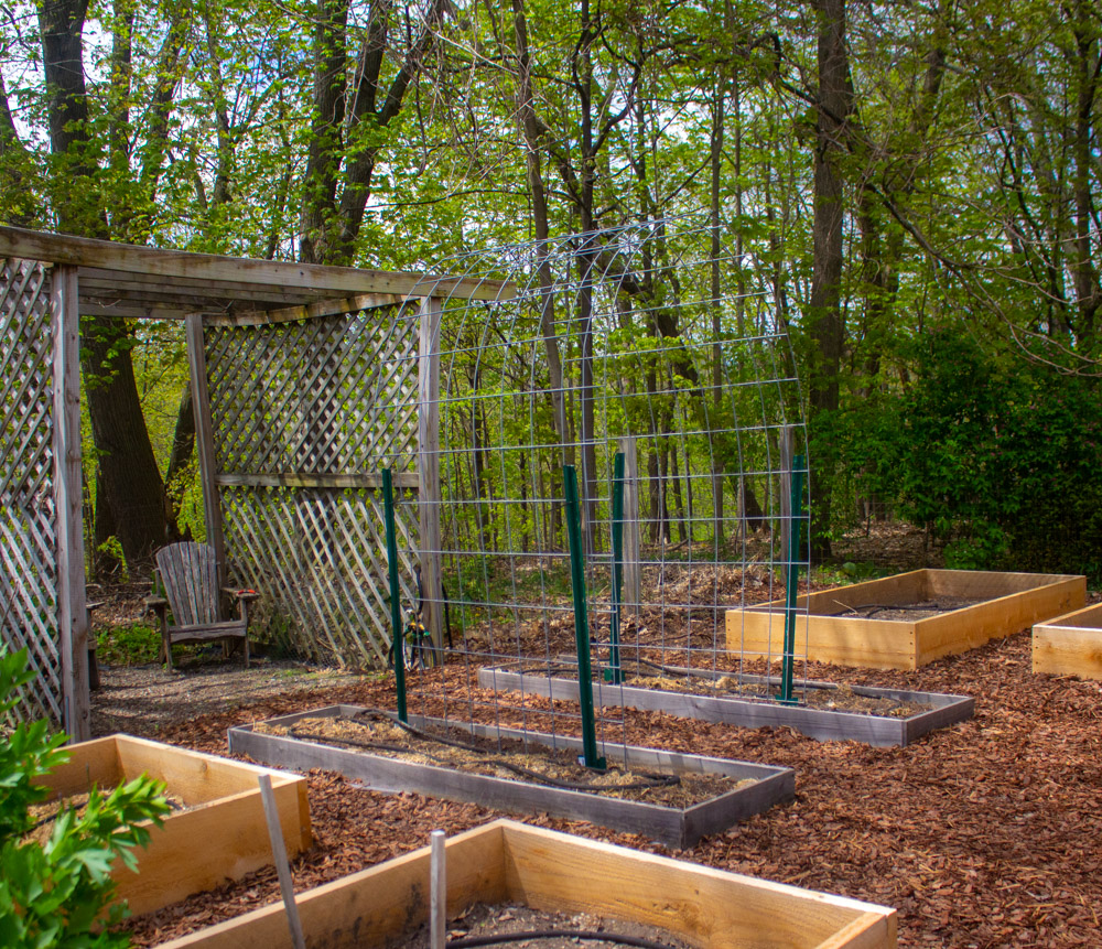 My Cattle Panel Trellis Kevin Lee Jacobs