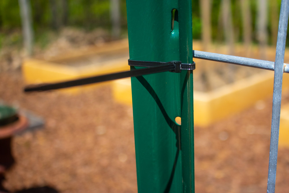 My Cattle Panel Trellis Kevin Lee Jacobs