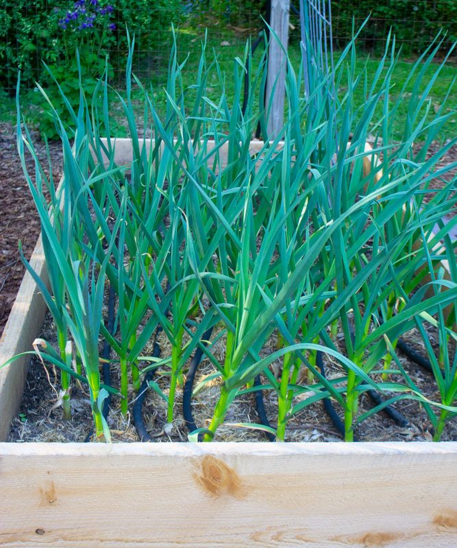 Veggies to Grow in 2020