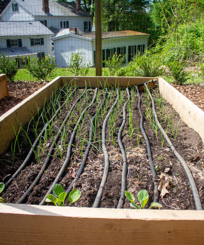 Kitchen Garden Tour + My Watering System