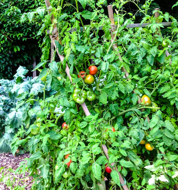 Video: How to Build a Tomato Trellis