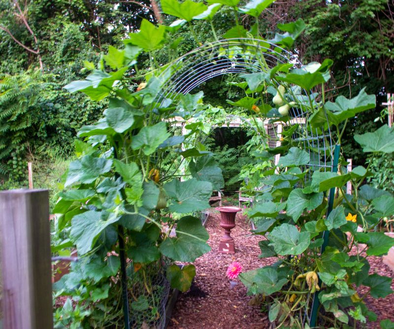 Late July Kitchen Garden Tour