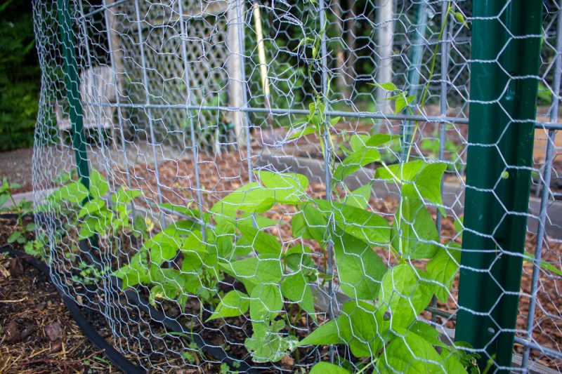 Woodchuck (Groundhog) Repellents That Work Kevin Lee Jacobs