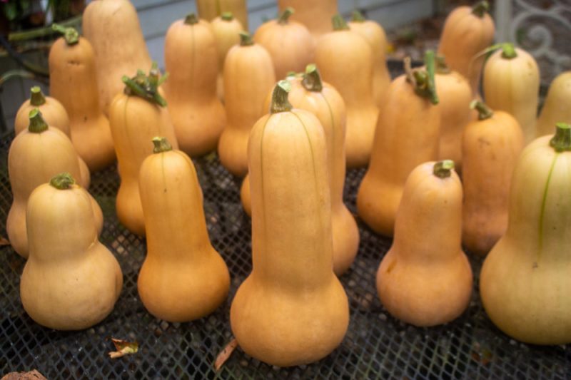 How to Harvest, Cure and Store Butternut Squash Kevin Lee Jacobs