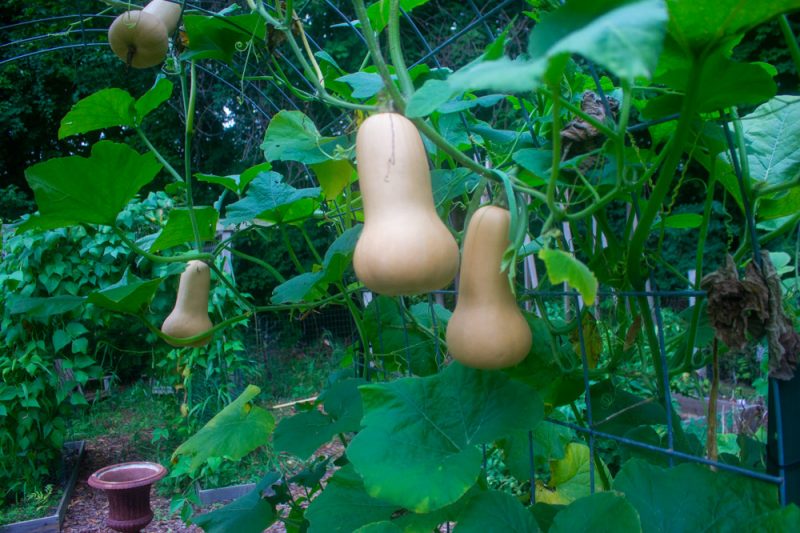 How to Harvest, Cure and Store Butternut Squash Kevin Lee Jacobs