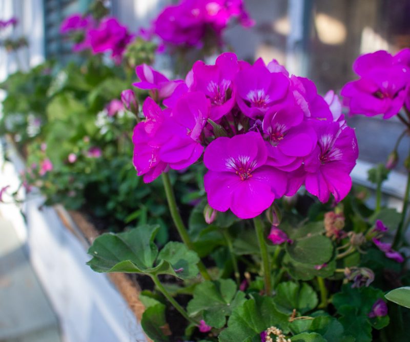Container Plants for Constant Bloom
