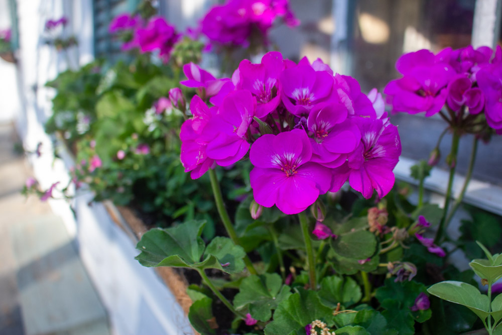 Purple Geraniums In Pots