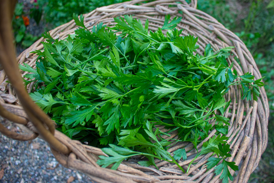 How to Dry Parsley in the Oven Kevin Lee Jacobs